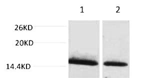 Fig. Western blot analysis of 1) Hela, 2) 3T3, diluted at 1:2000. Secondary antibody was diluted at 1:20000.