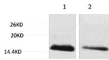 Fig. Western blot analysis of 1) Hela, 2) 3T3, diluted at 1:2000. Secondary antibody was diluted at 1:20000.