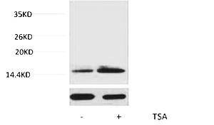 Fig. Western blot analysis of extracts from Hela cells, untreated (-) or treated, 1:5000. Secondary antibody was diluted at 1:20000.