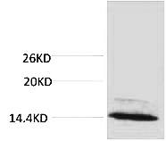 Fig. Western blot analysis of extracts from Hela cells, 1:2000. Secondary antibody was diluted at 1:20000.