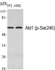 Fig.1. Western Blot analysis of various cells using Phospho-Akt1 (S246) Polyclonal Antibody diluted at 1:1000.