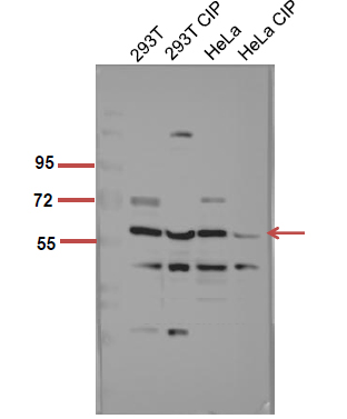 Fig.4. The picture was kindly provided by our customer,antibody was diluted at 1:500.