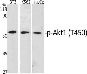 Fig.1. Western Blot analysis of various cells using Phospho-Akt1 (T450) Polyclonal Antibody diluted at 1:1000.
