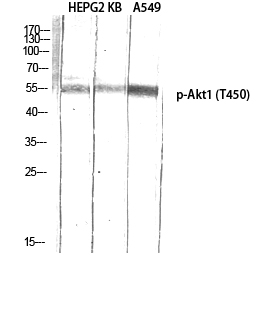 Fig.3. Western Blot analysis of HEPG2 KB A549 using Phospho-Akt1 (T450) Polyclonal Antibody diluted at 1:1000.