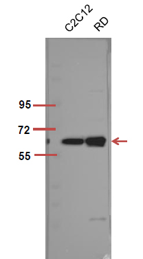 Fig.5. The picture was kindly provided by our customer, antibody was diluted at 1:500.