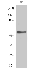 Fig.2. Western Blot analysis of 293 cells using Phospho-Akt2 (S474) Polyclonal Antibody diluted at 1:500.