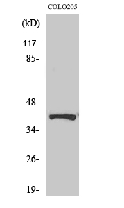 Fig. Western Blot analysis of various cells using Phospho-AMPKβ1 (S182) Polyclonal Antibody.