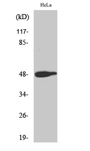Fig.2. Western Blot analysis of HeLa cells using Phospho-AP-1 (T239) Polyclonal Antibody diluted at 1:500.