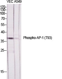Fig.1. Western Blot analysis of various cells using Phospho-AP-1 (T93) Polyclonal Antibody diluted at 1:500.