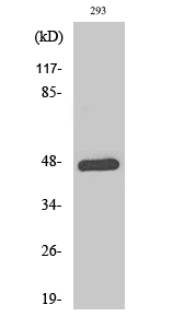 Fig.2. Western Blot analysis of 293 cells using Phospho-AP-1 (T93) Polyclonal Antibody diluted at 1:500.