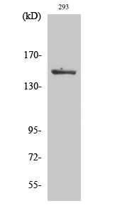 Fig. Western Blot analysis of various cells using Phospho-ASK 1 (S966) Polyclonal Antibody.