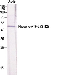 Fig.1. Western Blot analysis of various cells using Phospho-ATF-2 (S112) Polyclonal Antibody diluted at 1:500.