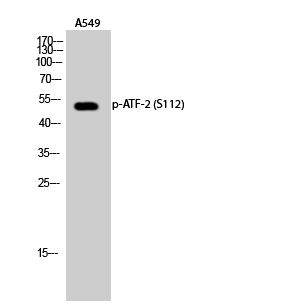Fig.2. Western Blot analysis of A549 cells using Phospho-ATF-2 (S112) Polyclonal Antibody diluted at 1:500.