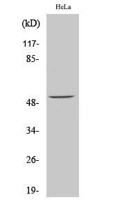 Fig.2. Western Blot analysis of HeLa cells using Phospho-ATF-2 (S62) Polyclonal Antibody diluted at 1:1000.