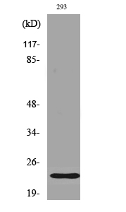 Fig. Western Blot analysis of various cells using Phospho-Bad (S112) Polyclonal Antibody.