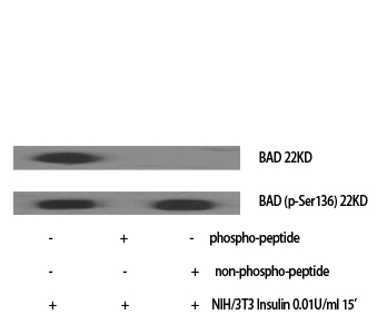 Fig. Western Blot analysis of various cells using Phospho-Bad (S136) Polyclonal Antibody.