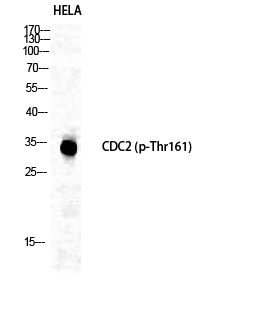 Fig.1. Western Blot analysis of various cells using Phospho-Cdc2 (T161) Polyclonal Antibody diluted at 1:1000.
