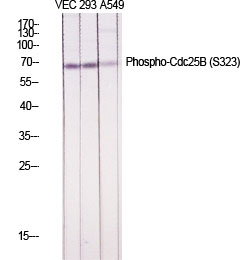 Fig.1. Western Blot analysis of various cells using Phospho-Cdc25B (S323) Polyclonal Antibody diluted at 1:1000.
