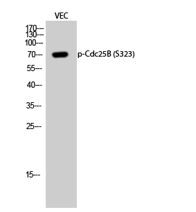 Fig.2. Western Blot analysis of VEC cells using Phospho-Cdc25B (S323) Polyclonal Antibody diluted at 1:1000.