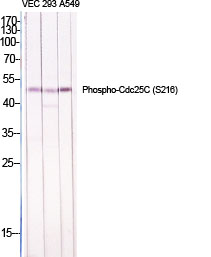 Fig.1. Western Blot analysis of various cells using Phospho-Cdc25C (S216) Polyclonal Antibody diluted at 1:1000.