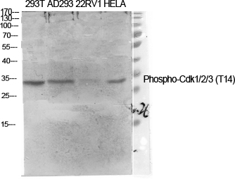 Fig.1. Western Blot analysis of various cells using Phospho-Cdk1/2/3 (T14) Polyclonal Antibody diluted at 1:2000.