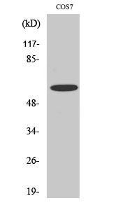 Fig. Western Blot analysis of various cells using Phospho-Chk2 (S516) Polyclonal Antibody.