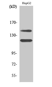 Fig. Western Blot analysis of various cells using Phospho-c-Kit (Y721) Polyclonal Antibody.