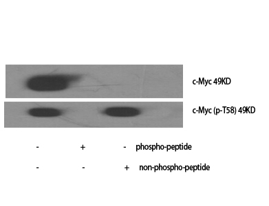 Fig.1. Western Blot analysis of various cells using Phospho-c-Myc (T58) Polyclonal Antibody diluted at 1:500.