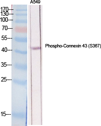 Fig.1. Western Blot analysis of various cells using Phospho-Connexin 43 (S368) Polyclonal Antibody diluted at 1:2000.