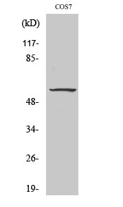 Fig.2. Western Blot analysis of COS7 cells using Phospho-c-Src (Y529) Polyclonal Antibody diluted at 1:2000.