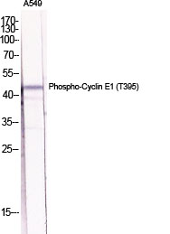 Fig.1. Western Blot analysis of various cells using Phospho-Cyclin E1 (T395) Polyclonal Antibody diluted at 1:2000.