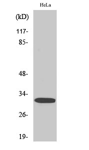 Fig. Western Blot analysis of various cells using Phospho-DARPP-32 (T75) Polyclonal Antibody diluted at 1:500.