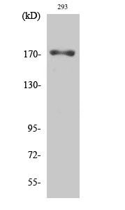 Fig. Western Blot analysis of various cells using Phospho-EGFR (T693) Polyclonal Antibody.