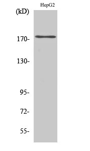 Fig. Western Blot analysis of various cells using Phospho-EGFR (Y1110) Polyclonal Antibody diluted at 1:500.