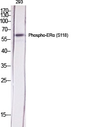 Fig.1. Western Blot analysis of various cells using Phospho-ERα (S118) Polyclonal Antibody diluted at 1:2000.