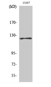Fig.1. Western Blot analysis of various cells using Phospho-FAK (Y861) Polyclonal Antibody diluted at 1:1000.