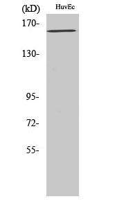 Fig. Western Blot analysis of various cells using Phospho-Flk-1 (Y1175) Polyclonal Antibody diluted at 1:1000.