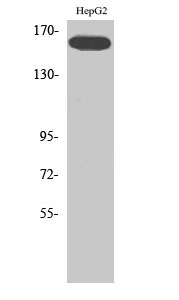 Fig. Western Blot analysis of various cells using Phospho-Flk-1 (Y1214) Polyclonal Antibody.