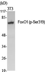 Fig.1. Western Blot analysis of various cells using Phospho-FoxO1 (S319) Polyclonal Antibody.