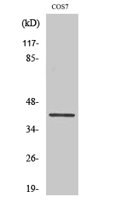 Fig. Western Blot analysis of various cells using Phospho-GATA-1 (S310) Polyclonal Antibody diluted at 1:500.