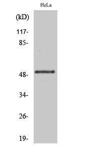 Fig. Western Blot analysis of various cells using Phospho-GSK3α (S21) Polyclonal Antibody.