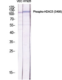 Fig.1. Western Blot analysis of various cells using Phospho-HDAC5 (S498) Polyclonal Antibody diluted at 1:500.
