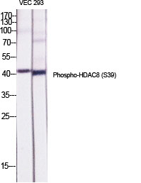 Fig.1. Western Blot analysis of various cells using Phospho-HDAC8 (S39) Polyclonal Antibody diluted at 1:500.