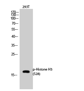 Fig.2. Western Blot analysis of 293T cells using Phospho-Histone H3 (S28) Polyclonal Antibody diluted at 1:1000.