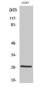 Fig. Western Blot analysis of various cells using Phospho-HSP27 (S15) Polyclonal Antibody.