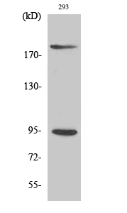 Fig.2. Western Blot analysis of 293 cells using Phospho-IGF-IR (Y1161) Polyclonal Antibody diluted at 1:2000.