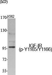 Fig.1. Western Blot analysis of various cells using Phospho-IGF-IR (Y1165/Y1166) Polyclonal Antibody diluted at 1:500.