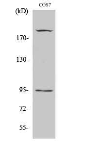 Fig.2. Western Blot analysis of COS7 cells using Phospho-IGF-IR (Y1165/Y1166) Polyclonal Antibody diluted at 1:500.