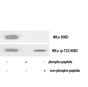 Fig.1. Western Blot analysis of various cells using Phospho-IKKα (T23) Polyclonal Antibody diluted at 1:1000.