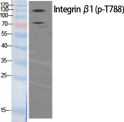 Fig. Western Blot analysis of various cells using Phospho-Integrin β1 (T788) Polyclonal Antibody.